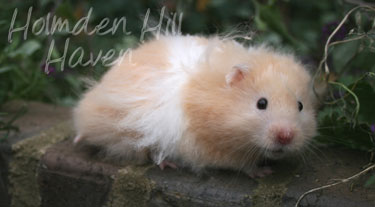 Jolly Cream Giant- Red Eyed Cream Banded Longhaired